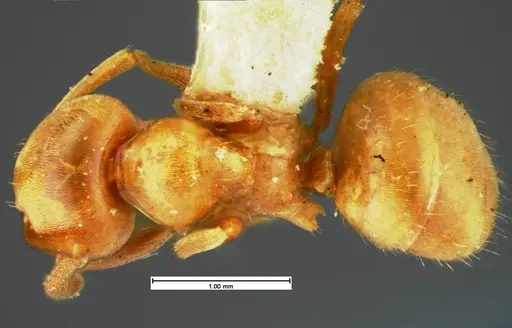 Lasius pubescens specimen CASENT0105576 image casent0105576_1