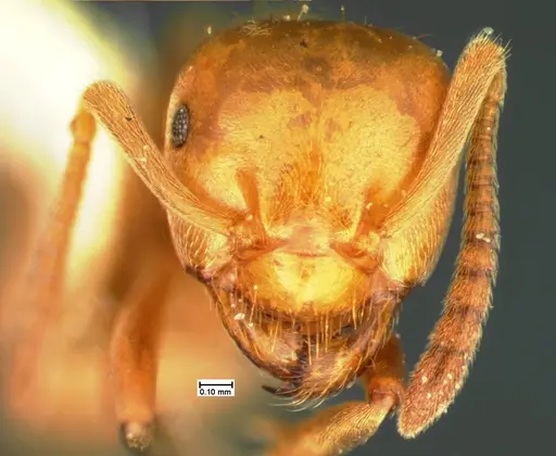 Lasius pubescens specimen CASENT0105576 image casent0105576_2