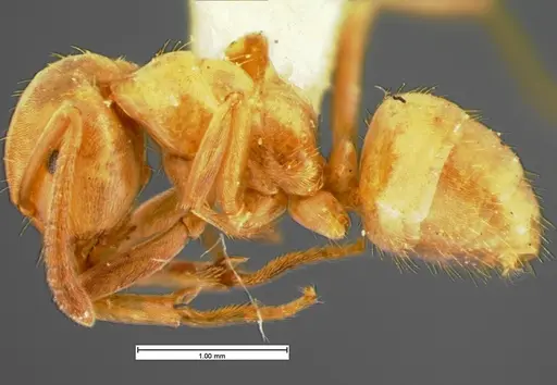 Lasius pubescens specimen CASENT0105576 image casent0105576_3