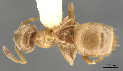 Lasius pubescens specimen CASENT0903202 image casent0903202_1