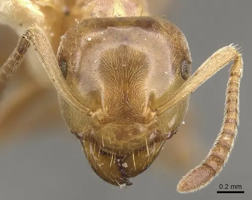Lasius pubescens specimen CASENT0903202 image casent0903202_2