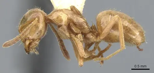 Lasius pubescens specimen CASENT0903202 image casent0903202_3