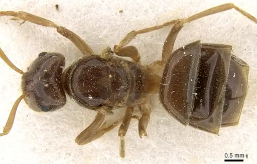 Lasius rabaudi specimen CASENT0906273 image casent0906273_1