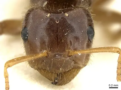 Lasius rabaudi specimen CASENT0906273 image casent0906273_2