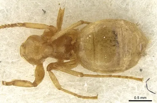 Lasius rabaudi specimen CASENT0906276 image casent0906276_1
