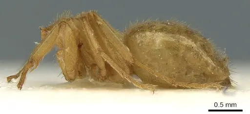 Lasius rabaudi specimen CASENT0906276 image casent0906276_3