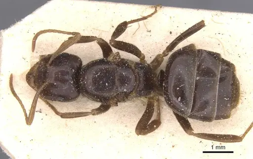Lasius rabaudi specimen CASENT0912286 image casent0912286_1
