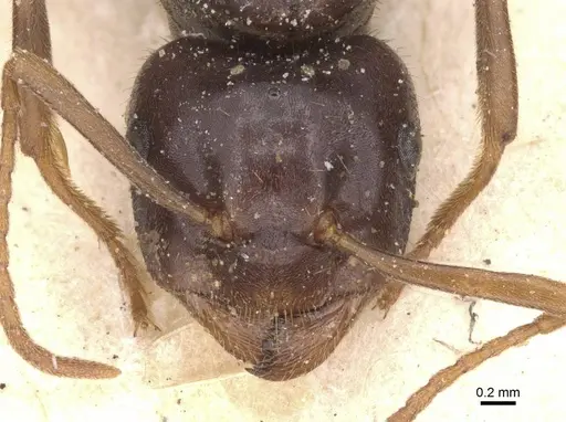 Lasius rabaudi specimen CASENT0912286 image casent0912286_2