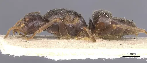 Lasius rabaudi specimen CASENT0912286 image casent0912286_3