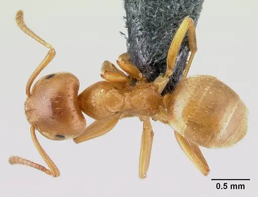 Lasius reginae specimen CASENT0179907 image casent0179907_1
