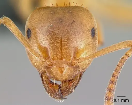 Lasius reginae specimen CASENT0179907 image casent0179907_2