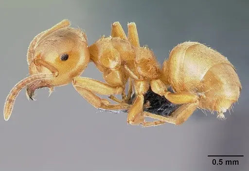 Lasius reginae specimen CASENT0179907 image casent0179907_3