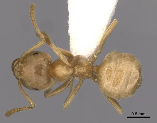 Lasius reginae specimen CASENT0280472 image casent0280472_1