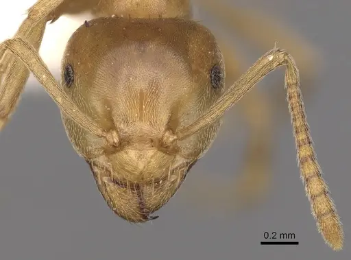 Lasius reginae specimen CASENT0280472 image casent0280472_2