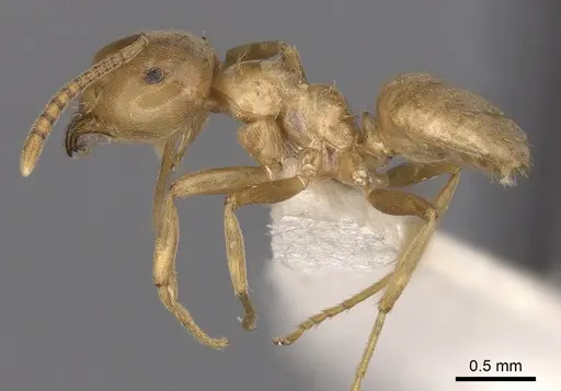 Lasius reginae specimen CASENT0280472 image casent0280472_3