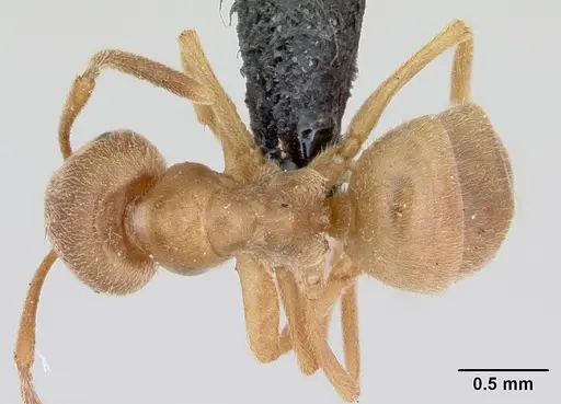 Lasius sabularum specimen CASENT0172705 image casent0172705_1