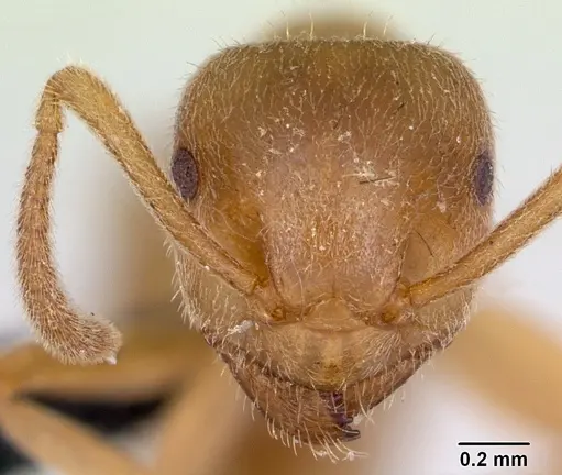 Lasius sabularum specimen CASENT0172705 image casent0172705_2