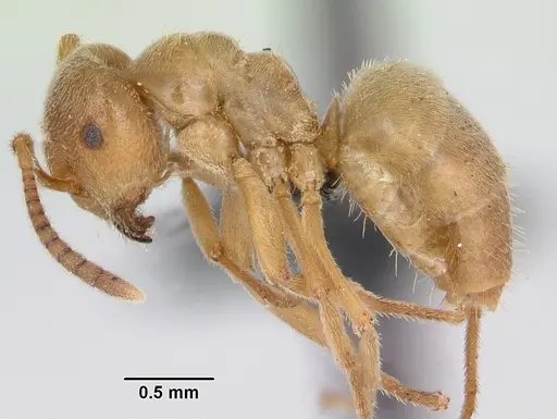 Lasius sabularum specimen CASENT0172705 image casent0172705_3