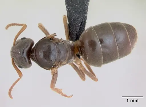 Lasius sabularum specimen CASENT0172758 image casent0172758_1