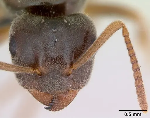 Lasius sabularum specimen CASENT0172758 image casent0172758_2