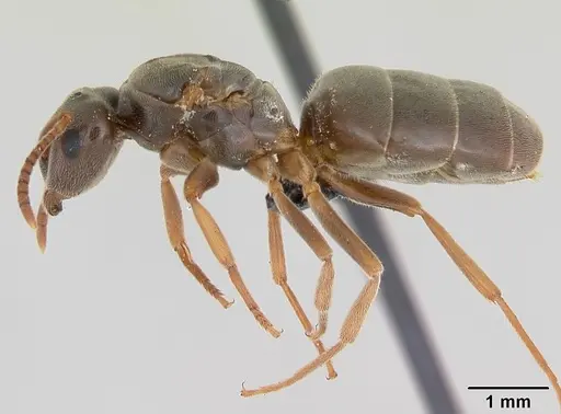 Lasius sabularum specimen CASENT0172758 image casent0172758_3