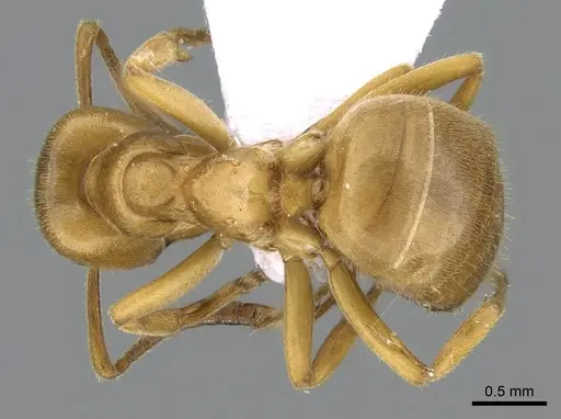 Lasius sabularum specimen CASENT0906076 image casent0906076_1