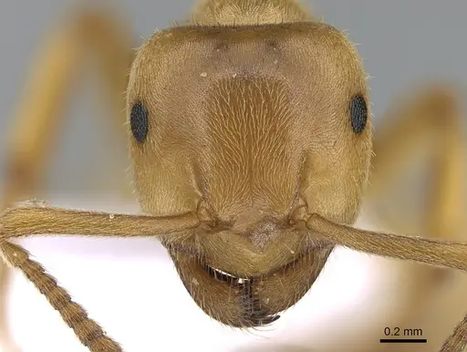 Lasius sabularum specimen CASENT0906076 image casent0906076_2