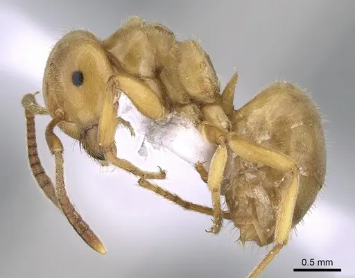 Lasius sabularum specimen CASENT0906076 image casent0906076_3