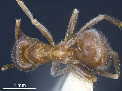 Lasius sakagamii specimen ANTWEB1041276 image antweb1041276_1