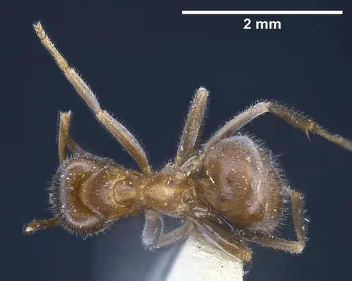Lasius sakagamii specimen ANTWEB1041276 image antweb1041276_2