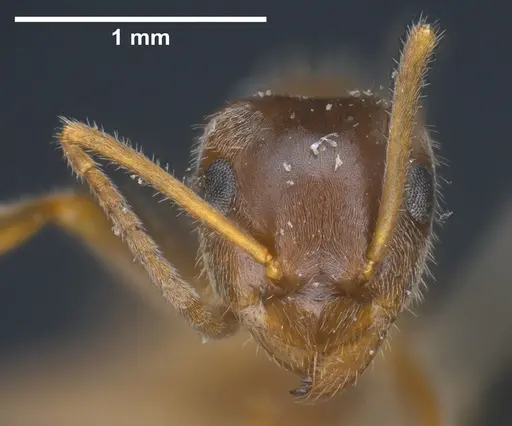 Lasius sakagamii specimen ANTWEB1041276 image antweb1041276_3