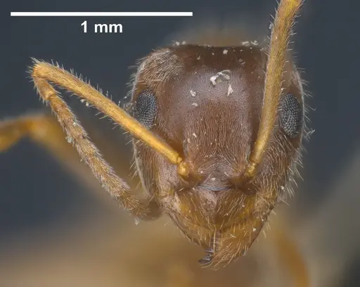Lasius sakagamii specimen ANTWEB1041276 image antweb1041276_4