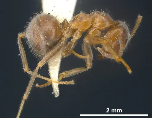 Lasius sakagamii specimen ANTWEB1041276 image antweb1041276_5
