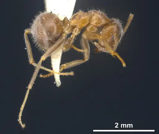 Lasius sakagamii specimen ANTWEB1041276 image antweb1041276_6