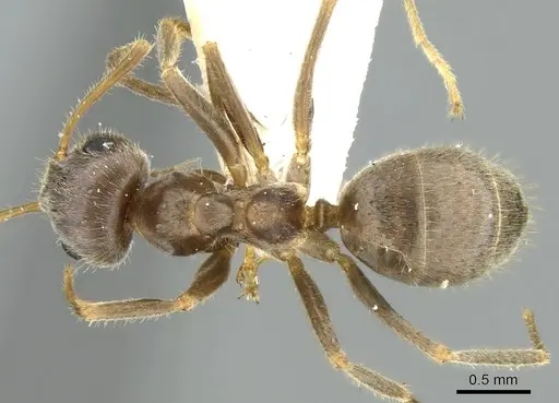 Lasius sakagamii specimen CASENT0906279 image casent0906279_1