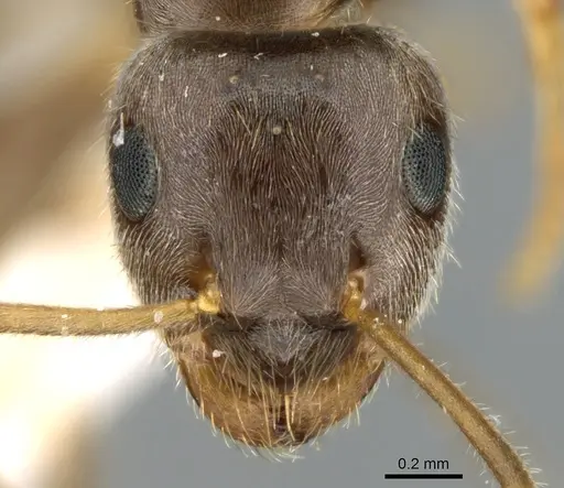 Lasius sakagamii specimen CASENT0906279 image casent0906279_2