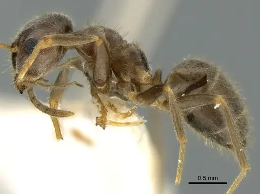 Lasius sakagamii specimen CASENT0906279 image casent0906279_3