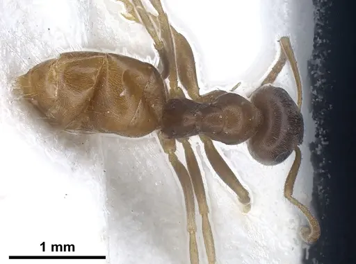Lasius schaeferi specimen CASENT0912296 image casent0912296_1