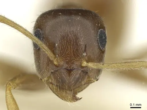 Lasius schaeferi specimen CASENT0912296 image casent0912296_2
