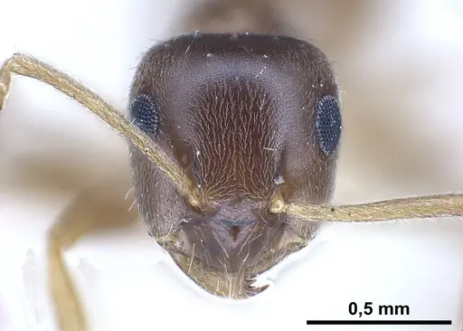 Lasius schaeferi specimen CASENT0912296 image casent0912296_3