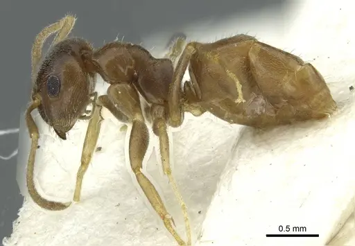 Lasius schaeferi specimen CASENT0912296 image casent0912296_4