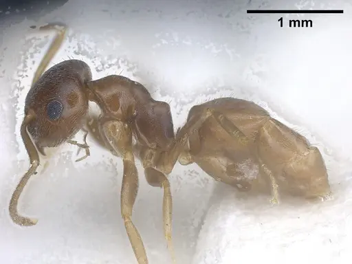 Lasius schaeferi specimen CASENT0912296 image casent0912296_5