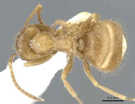 Lasius schulzi specimen CASENT0903219 image casent0903219_1