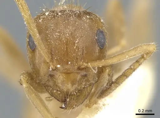 Lasius schulzi specimen CASENT0903219 image casent0903219_2