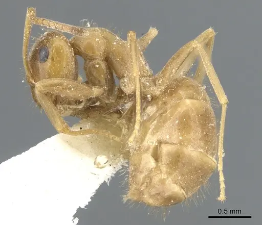 Lasius schulzi specimen CASENT0903219 image casent0903219_3