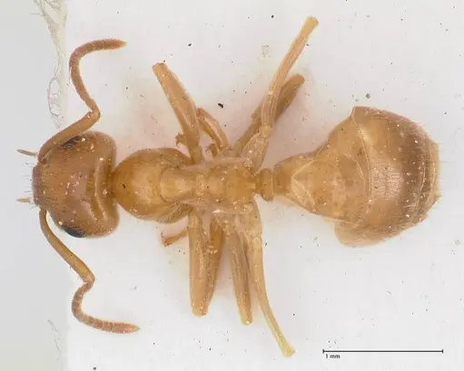 Lasius schulzi specimen FOCOL0746 image focol0746_1