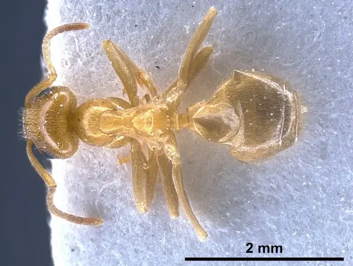 Lasius schulzi specimen FOCOL0746 image focol0746_2