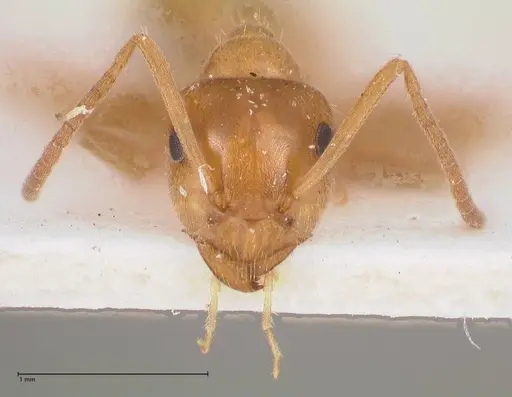 Lasius schulzi specimen FOCOL0746 image focol0746_3