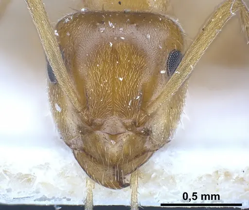 Lasius schulzi specimen FOCOL0746 image focol0746_4