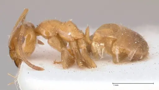 Lasius schulzi specimen FOCOL0746 image focol0746_5